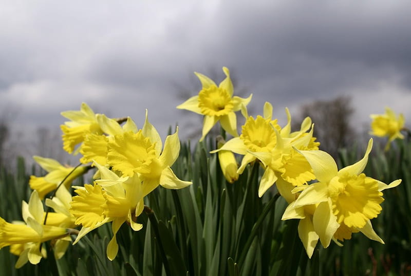 yellow daffodils, daffodils, flowers, yellow, nature, field, HD wallpaper