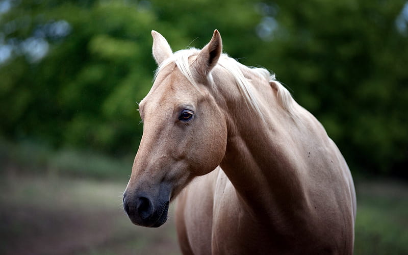 Horse face eyes-Grassland animal, HD wallpaper