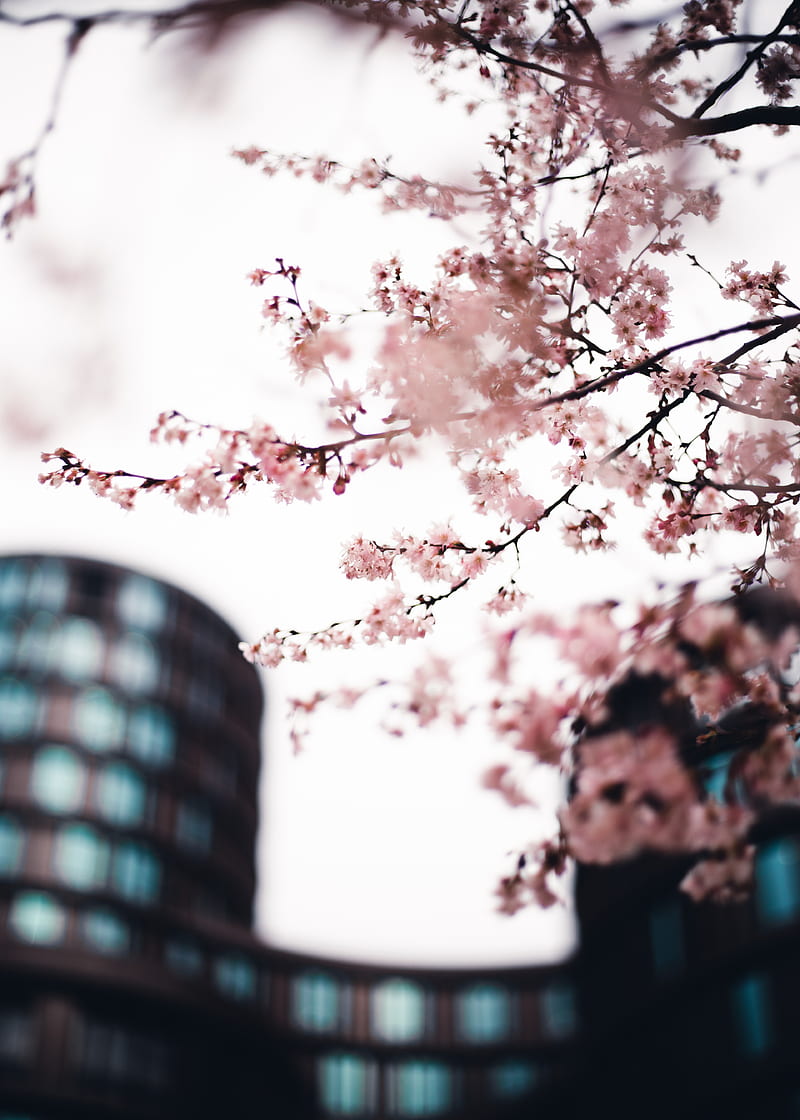 sakura, flowers, pink, tree, branches, city, HD phone wallpaper
