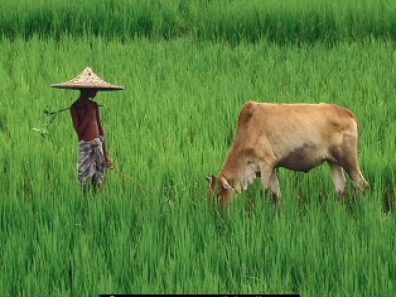 Cow Grazing in the Fields, cow, asian, grazing, fields, man, HD wallpaper
