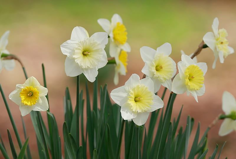 Daffodils, White, Spring, Flowers, HD wallpaper | Peakpx