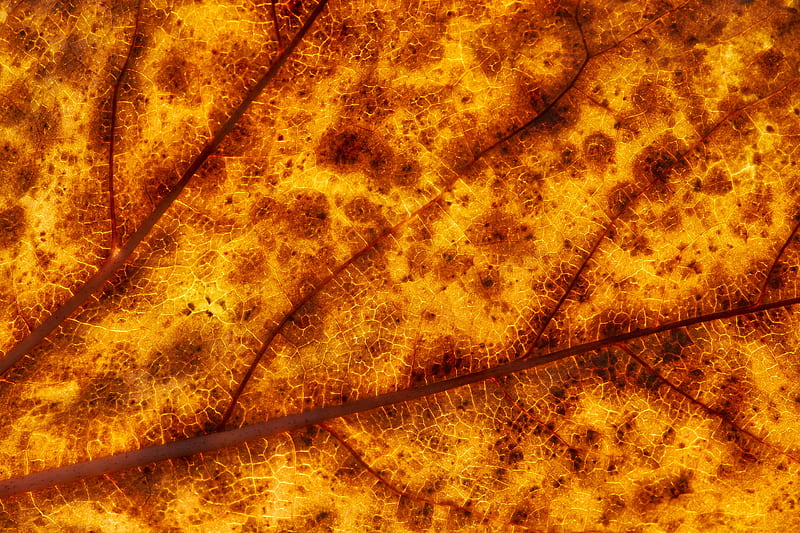 leaf, veins, macro, yellow, HD wallpaper