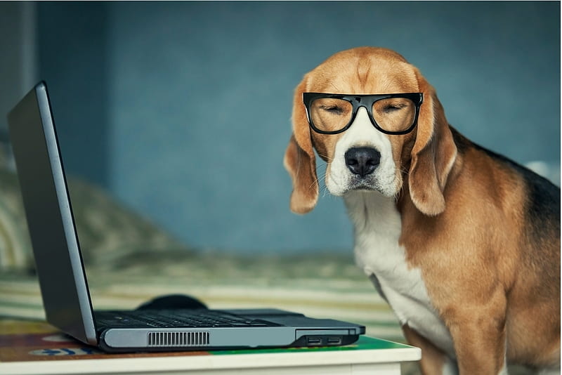 I'm busy today!, caine, glasses, white, laptop, dog, animal, blue, HD wallpaper