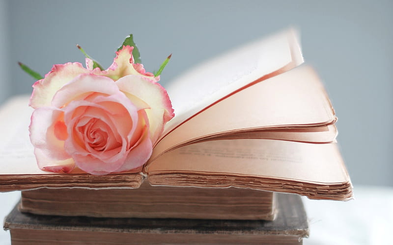 Like an Open Book, book, open, rose, pink, HD wallpaper