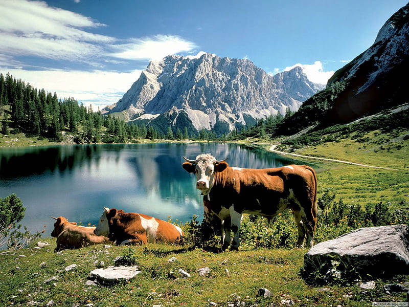 Riverside cows, mountain, cow, nature, steppe, field, animal, HD wallpaper