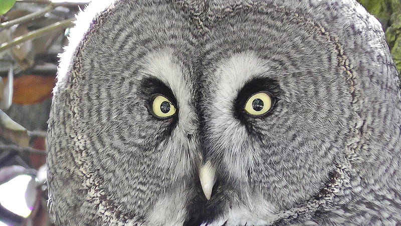 great grey owl, owl, gris, great, bird, HD wallpaper