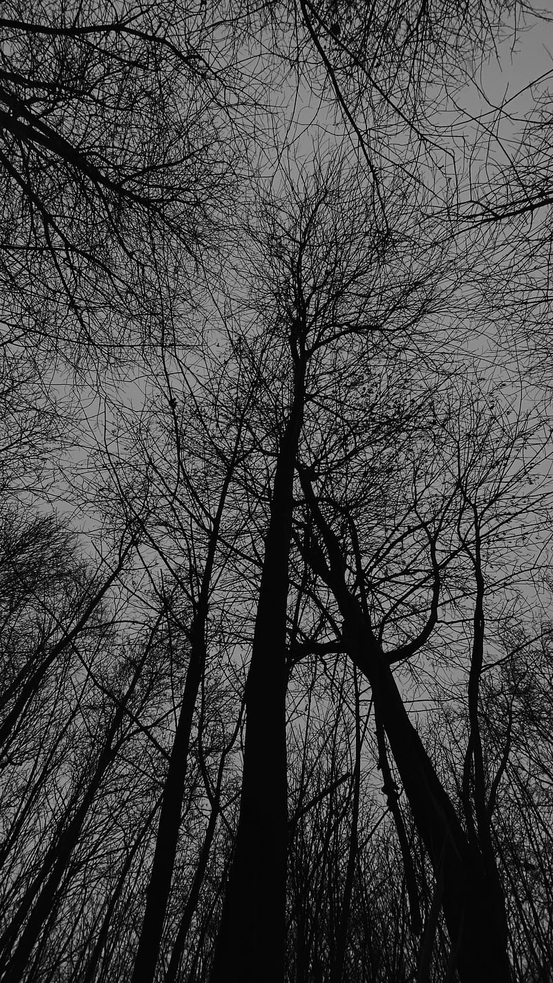 Adventures, The, beauty, black, branches, clean, cool, dark, gray, lines, look up, nature, graphy, scary, trees, white, woods, HD phone wallpaper