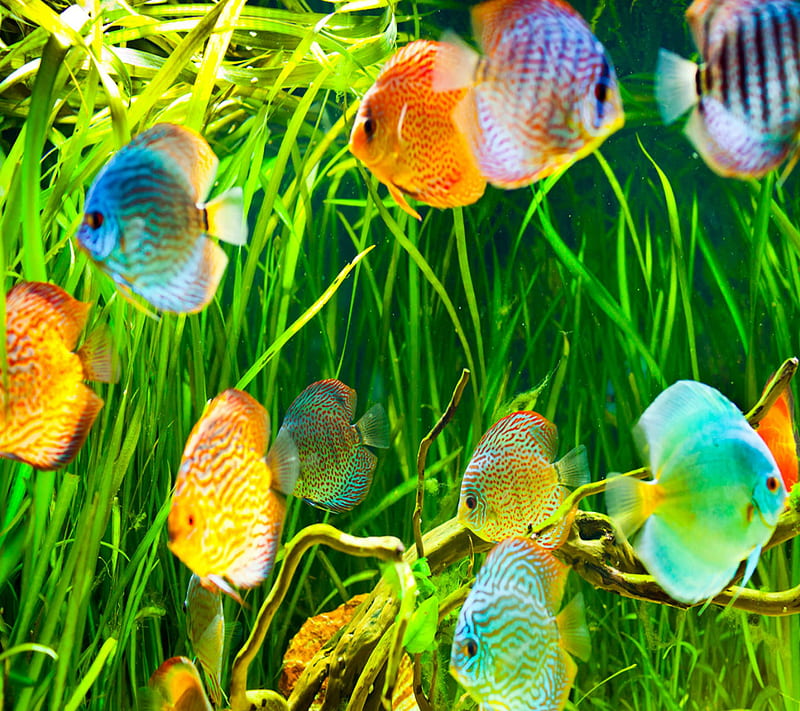 Underwater Life, 2014, aquatic, background, colorful, cool, new, nice ...