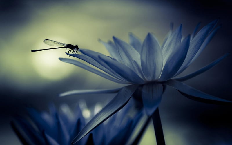 Water lily, dragonfly, waterlily, insect, flowers, HD wallpaper