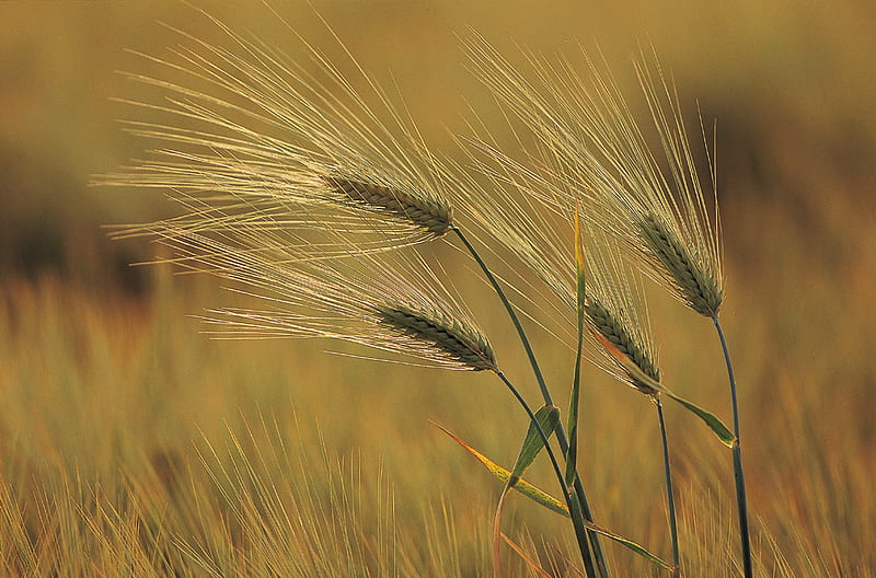 Wind flowing, grain, wind, field, wheat, HD wallpaper