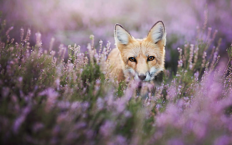 Fox, vulpe, flower, summer, pink, field, animal, HD wallpaper