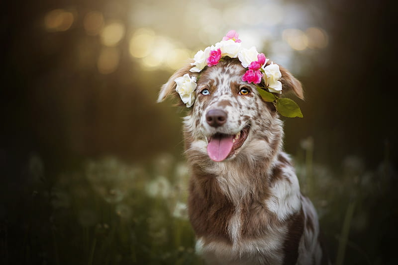 Just being pretty, wreath, australian shepherd, caine, flower, summer, tongue, dog, animal, HD wallpaper