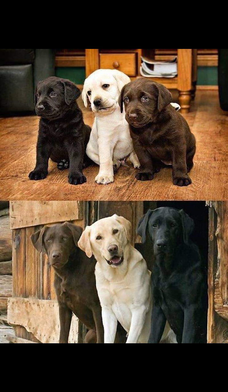 best friends , best friends, dog, golden retriever, lab, labrador, HD phone wallpaper