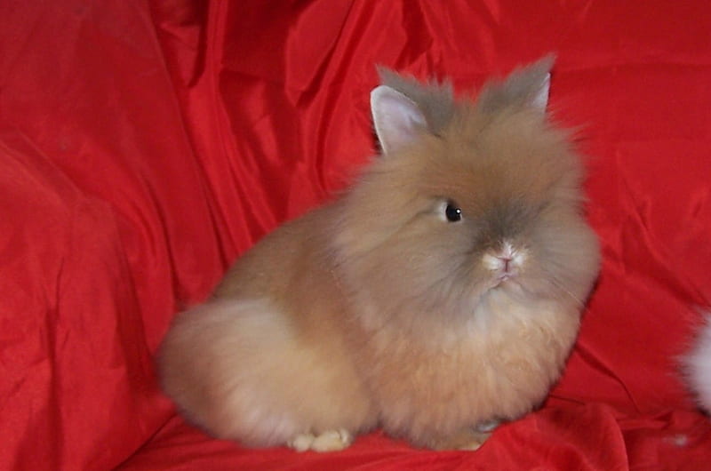 I'm Cute!!!, longfur, rabbit, bunny, dwarf, HD wallpaper