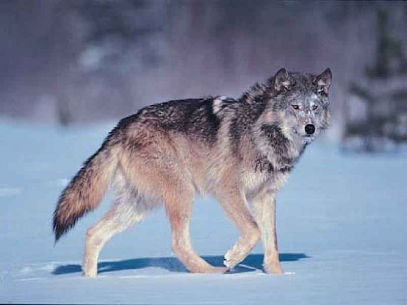 The Grey Wolf, endangered, grey wolf, wolf, animals, dogs, other, HD wallpaper