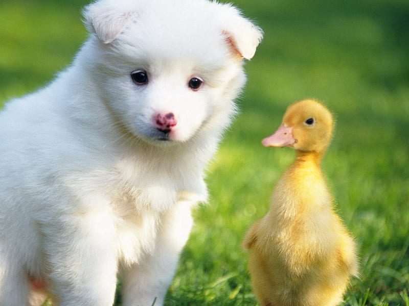 Dog and duck, pretty, lovely, playful dog, pay, playful, bonito, sweet, dog face, cute, puppies, bubbles, face, animals, dogs, puppy, HD wallpaper