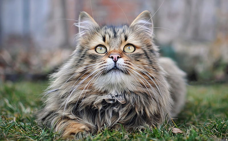 FLUFFY CAT ***, ANIMAL, CAT, ANIMALS, CATS, HD wallpaper | Peakpx