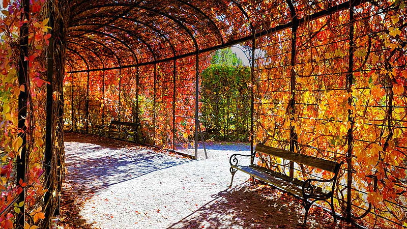 Schonbrunn Palace, schonbrunn, autumn, place, outdoor, leafs, HD wallpaper
