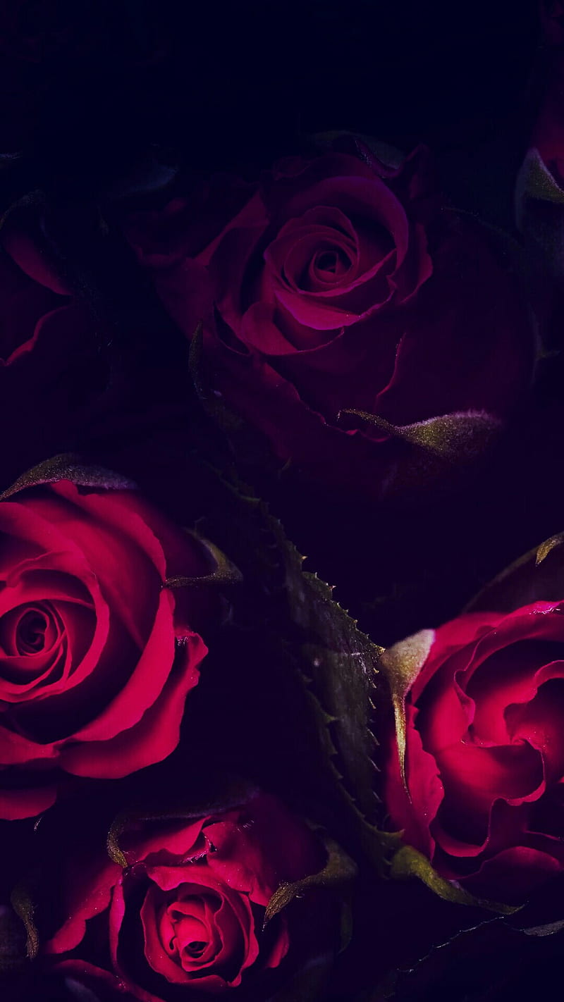 Rose, love, red, HD phone wallpaper