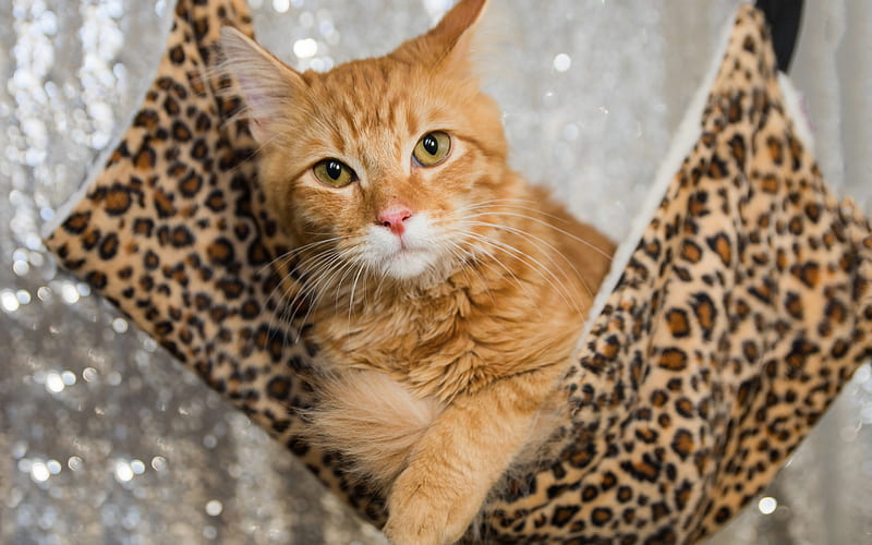 ginger cat, domestic cat, breeds of red cats, pets, cats, HD wallpaper