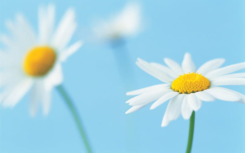 two white daisies pairs, HD wallpaper