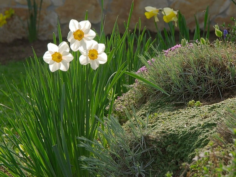 *** The bed of narcissus ***, flower, narcissus, flowers, nature, spring, bed, HD wallpaper