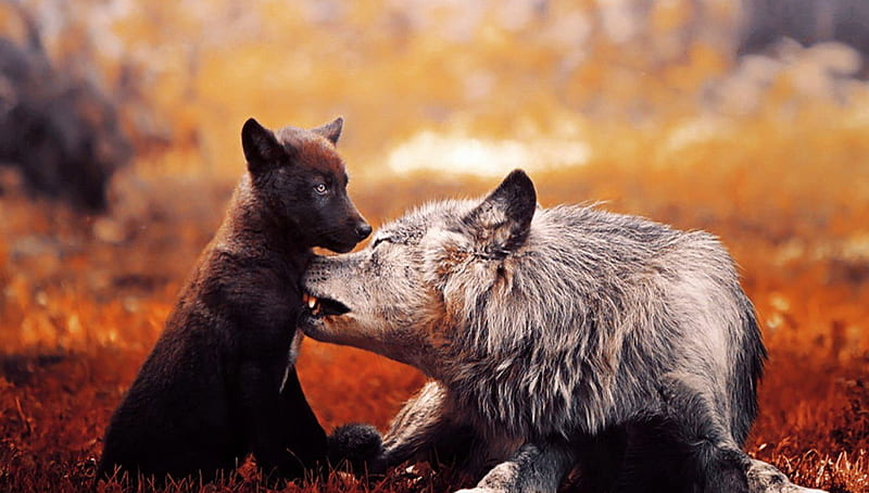 Father and Daughter Wolf, family, arctic, predators, wildlife, pup, wolves, HD wallpaper