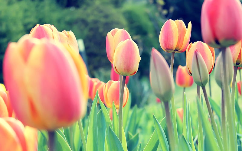 Easter Tulips, tulip, flowers, nature, HD wallpaper