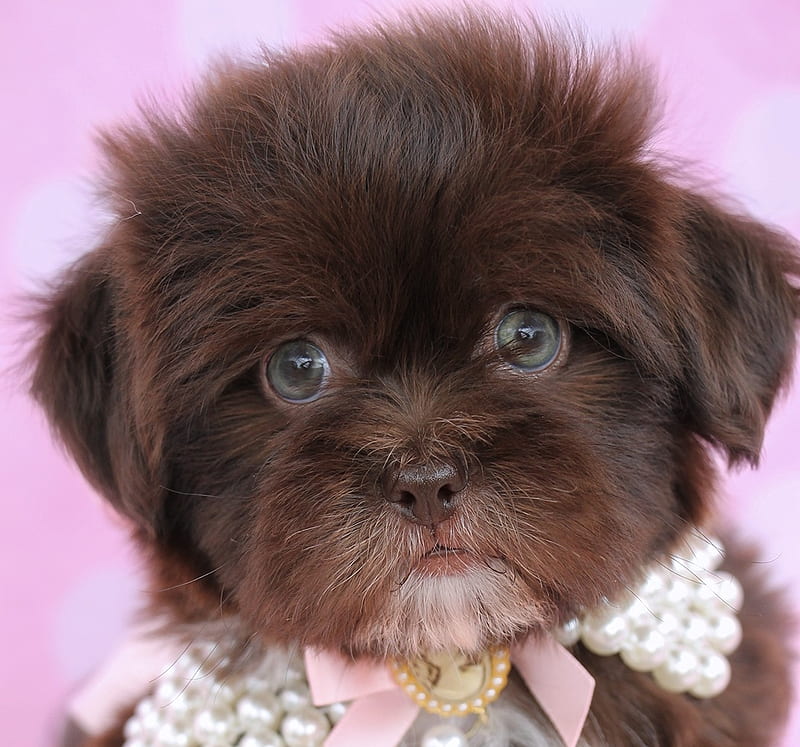 :), dog, puppy, shihtzu, cute, face, mini, teacup puppy, caine, brown, HD wallpaper