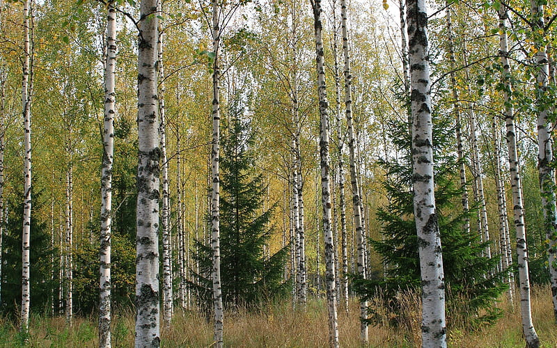 Birch Forest, birches, forest, fir, trees, HD wallpaper