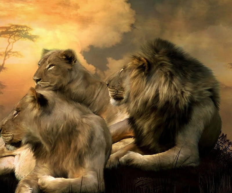 Lion Pride, animals, big cats, lions, HD wallpaper | Peakpx