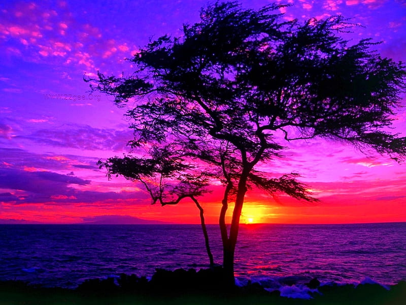 Beautiful sunset, tree, sun, color, sunset, sky, HD wallpaper