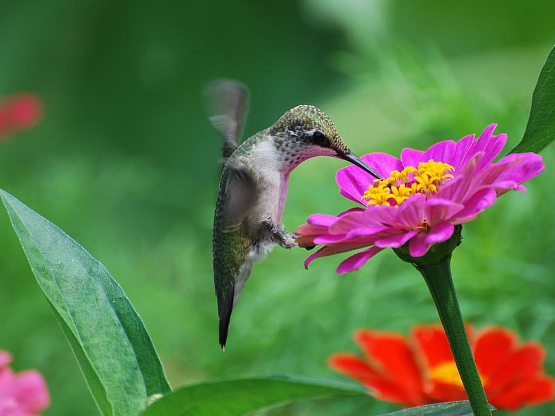 Humming Bird and Flowers, humming bird, birds, flowers, animal, HD wallpaper