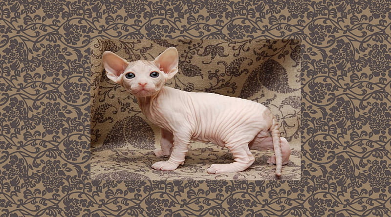 Wrinkled Kitten, hairless, kitten, wrinkled, Cat, HD wallpaper