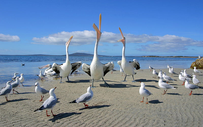beggars pelicans and seagulls-Birds high-definition, HD wallpaper