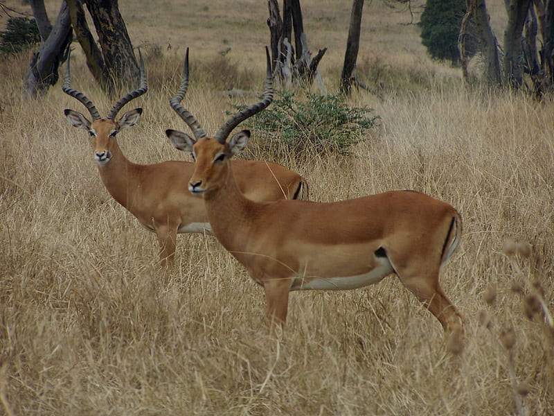 Impalla, Nairobi National park, Kanya, game reserve, HD wallpaper