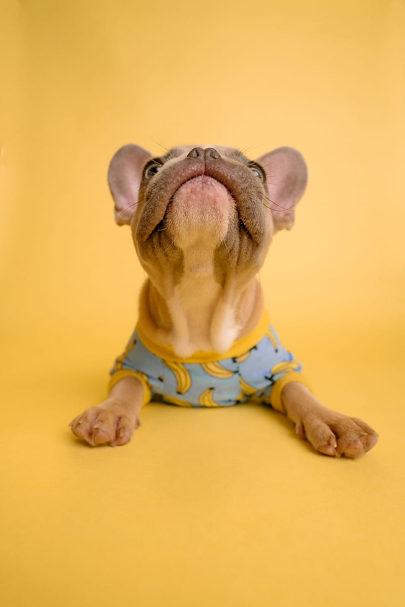 french bulldog, dog like mammal, pet, costume, yellow, HD phone wallpaper