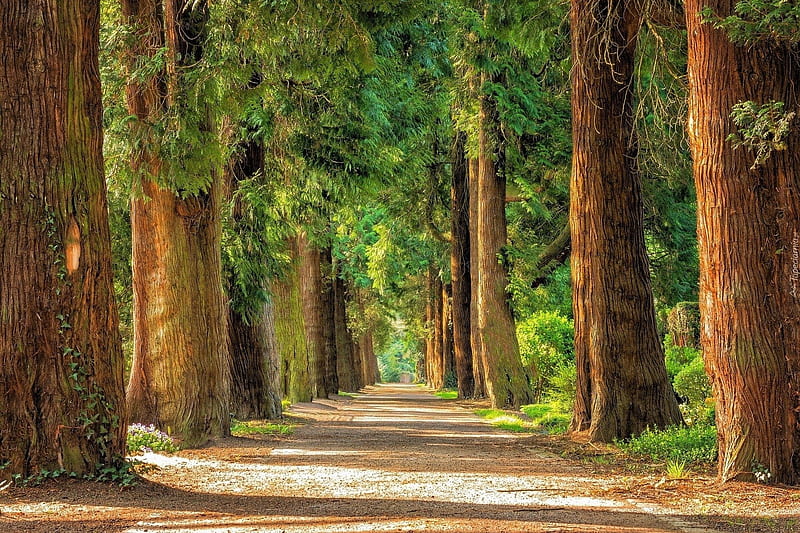 Sequoia Trees pathway, Path, Trees, Sequoia, Nature, HD wallpaper