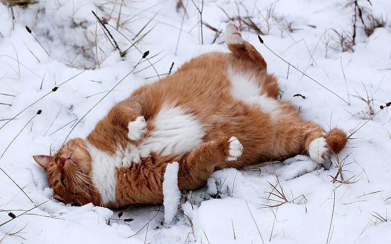 snow, a ginger cat, lies, HD wallpaper