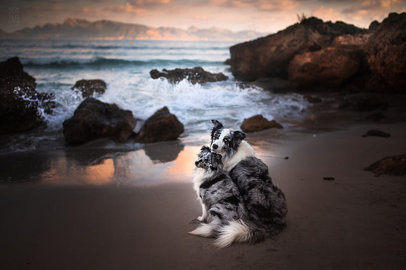Dogs, Dog, beach, Pet, HD wallpaper