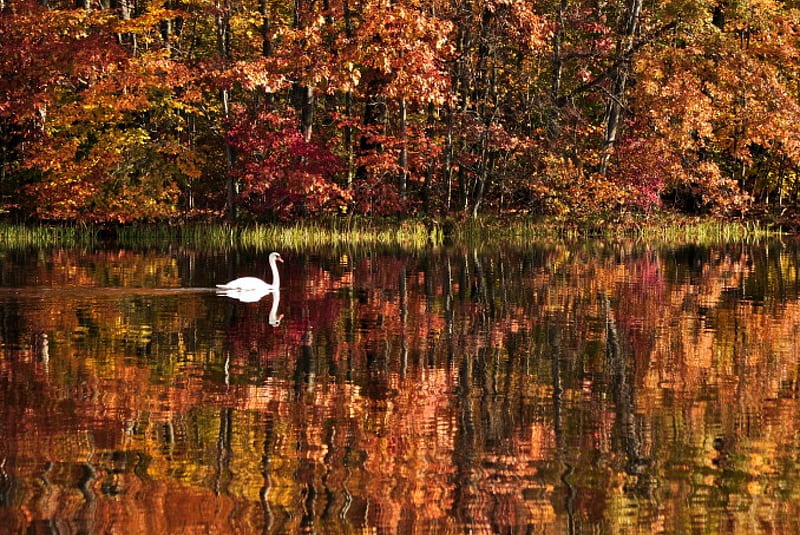 Reflexiones de otoño, otoño, otoño, ver, colores, cisne, lago, hojas, agua,  esplendor, Fondo de pantalla HD | Peakpx