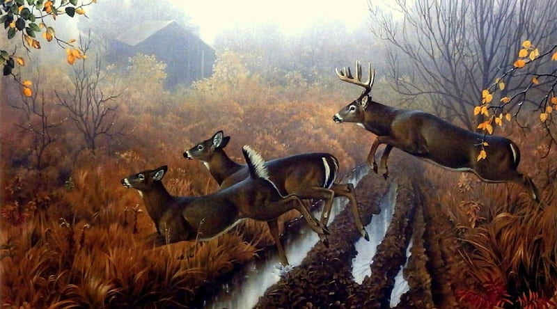 Runs in the Morning, fall, autumn, draw and paint, bonito, deer, runs, paintings, forests, morning, animals, lovely, love four seasons, creative pre-made, mist, winter, snow, wildlife, nature, HD wallpaper