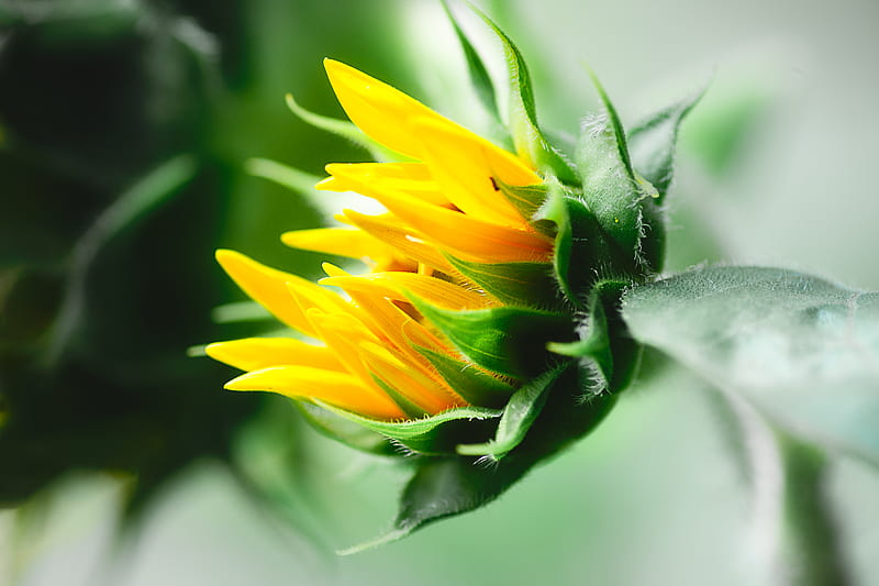 Yellow Flower in Tilt Shift Lens, HD wallpaper