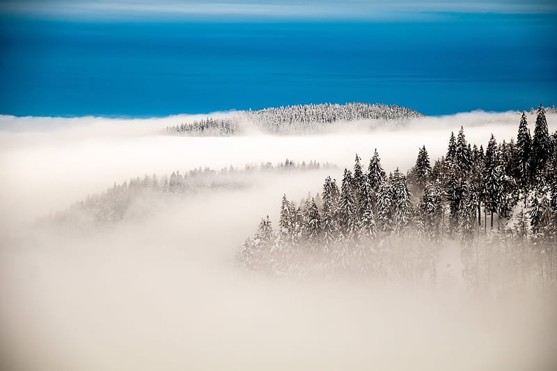 Foggy Forest, HD wallpaper