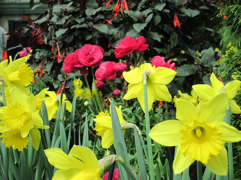 Portrait of Flowers 49, Yellow, red, Daffodils, graphy, green, garden, Flowers, HD wallpaper