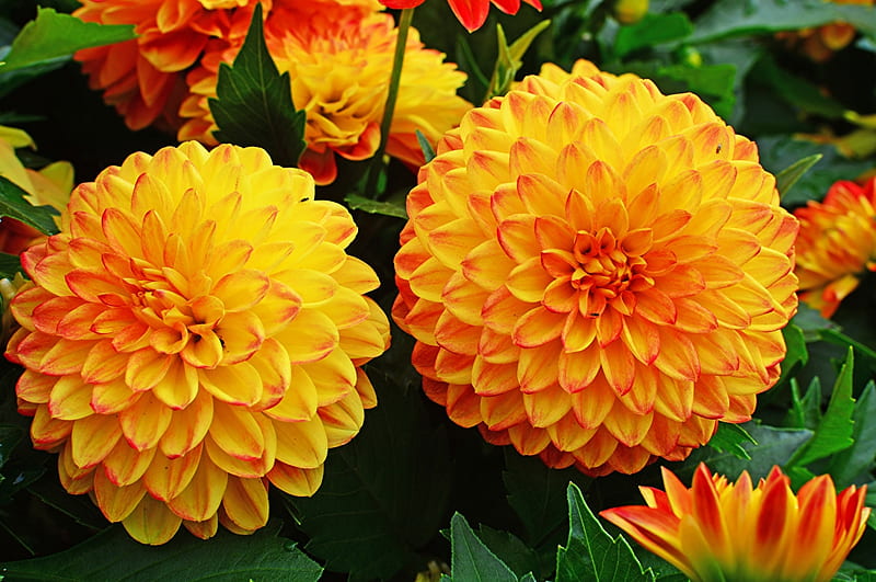 Dahlias, Flowers, Orangr, Petals, HD wallpaper | Peakpx