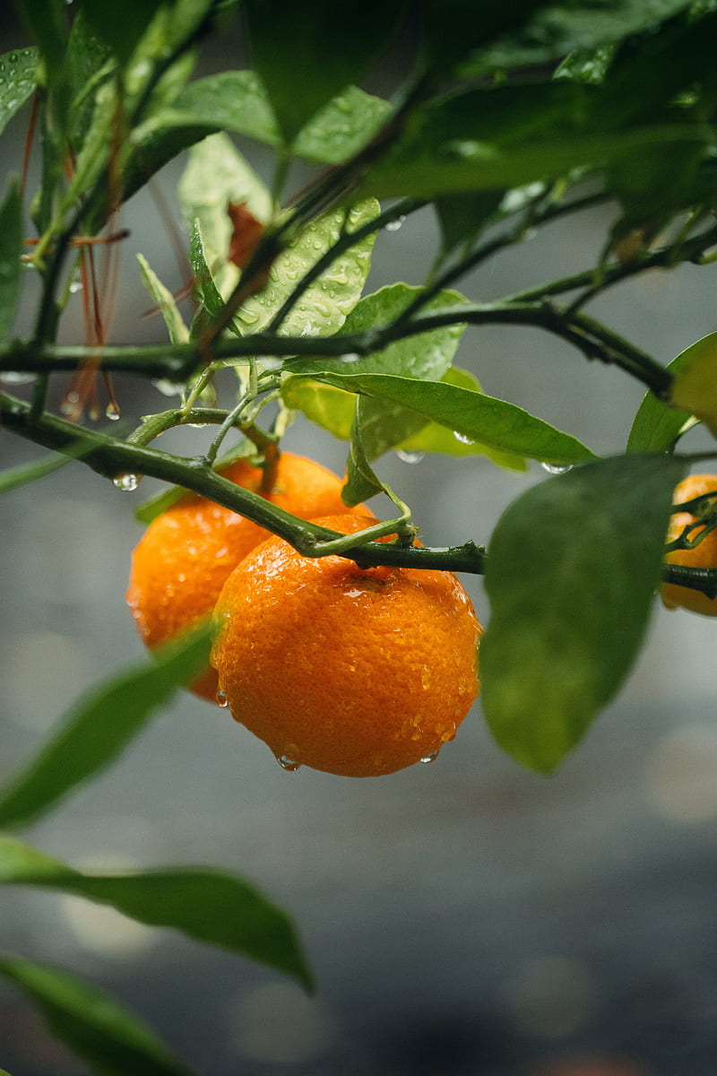 oranges, fruit, branches, plant, wet, orange, HD phone wallpaper
