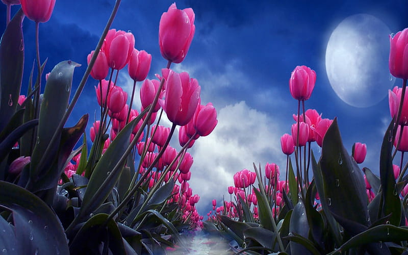 After The Storm And Tears, Tulips, Tears, Sky, Clouds, Moon, Storm, HD wallpaper
