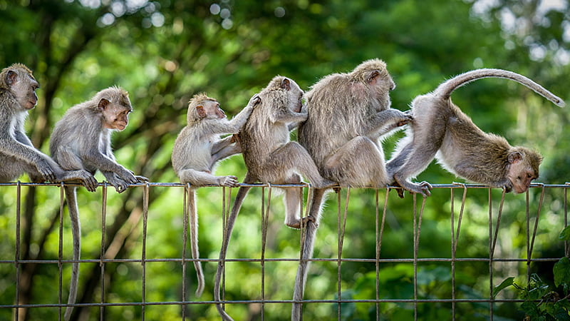 Funny Monkeys Are Sitting On Chain Link Fence In Blur Green Leaves Trees Background Funy, HD wallpaper