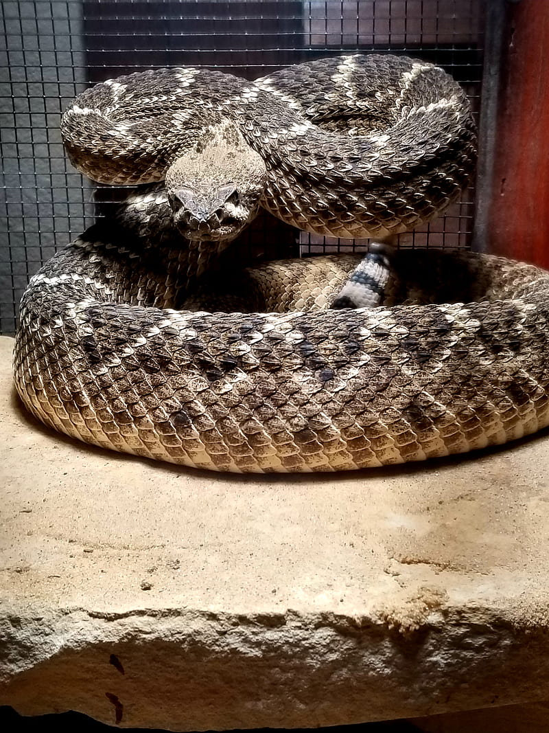 Rattle Snake, rattlesnake, viper, HD phone wallpaper